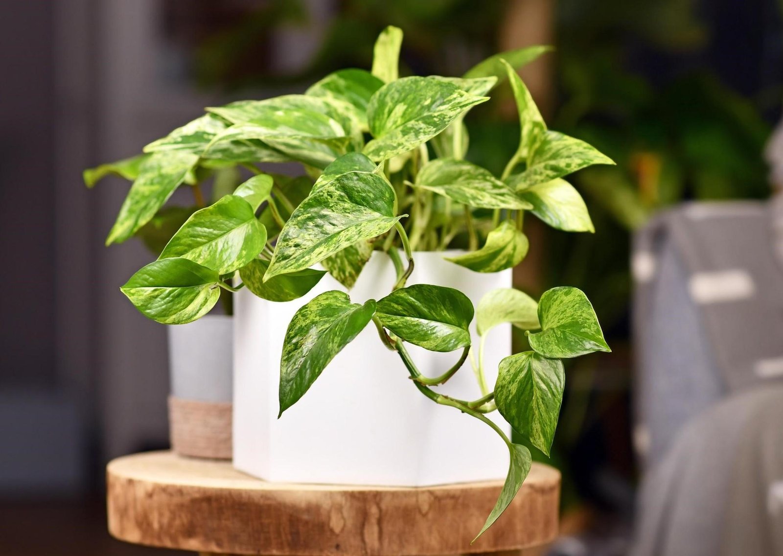 Creencias erróneas sobre el potus: recomiendan estos cuidados para que se mantenga sano