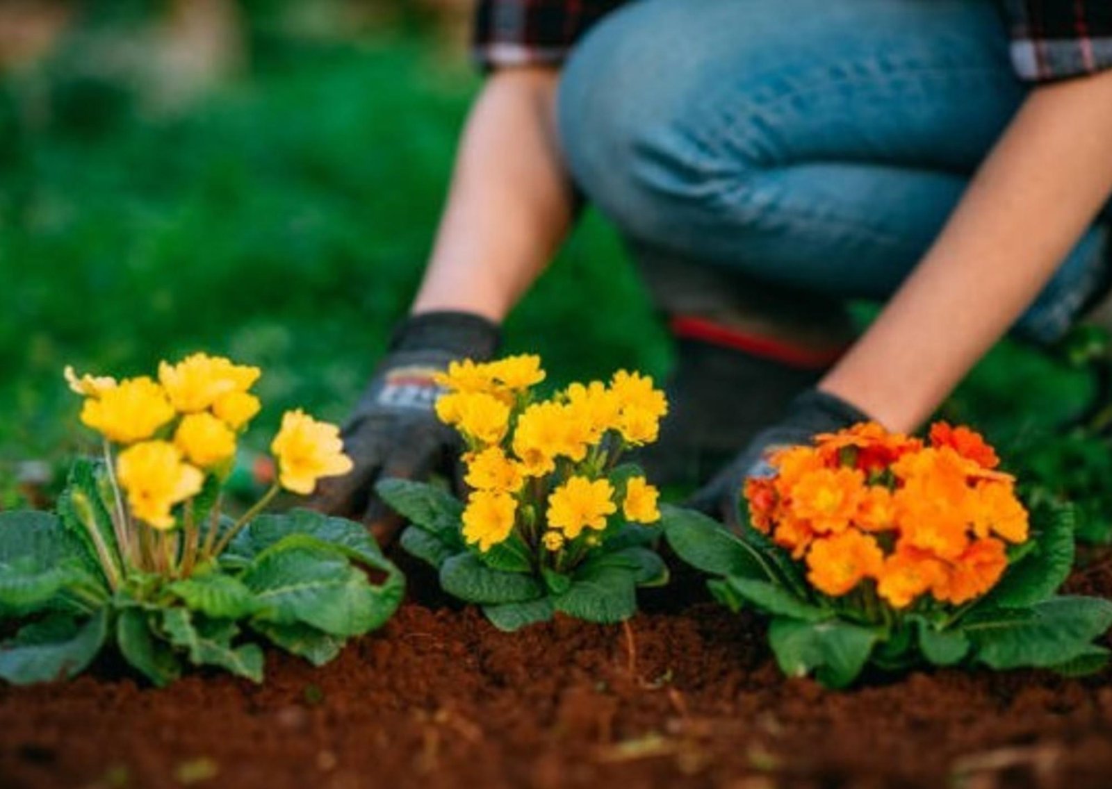 Si sembrás estas 3 flores en marzo, tu jardín explotará de color en otoño