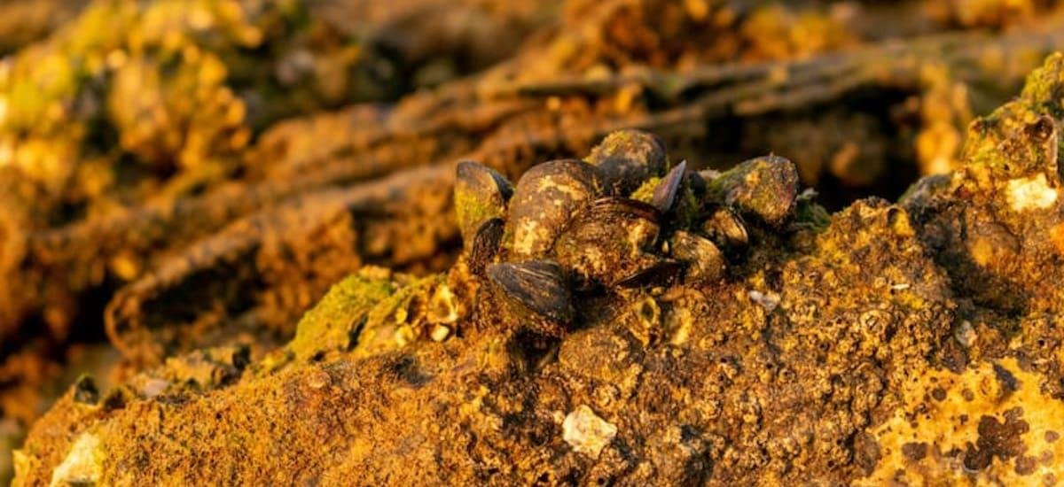 Peñoles dispara su utilidad 480% en 4T 2025 por metales preciosos, pero la acción cae 8% en la Bolsa