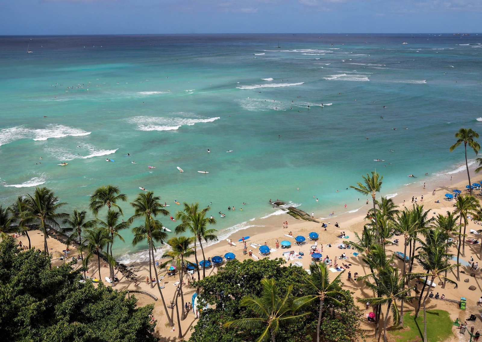 En Hawái están llamando a miles de cazadores de ratas luego de que devastaran poblaciones de aves endémicas y empujaran al archipiélago a una "caída libre ecológica"