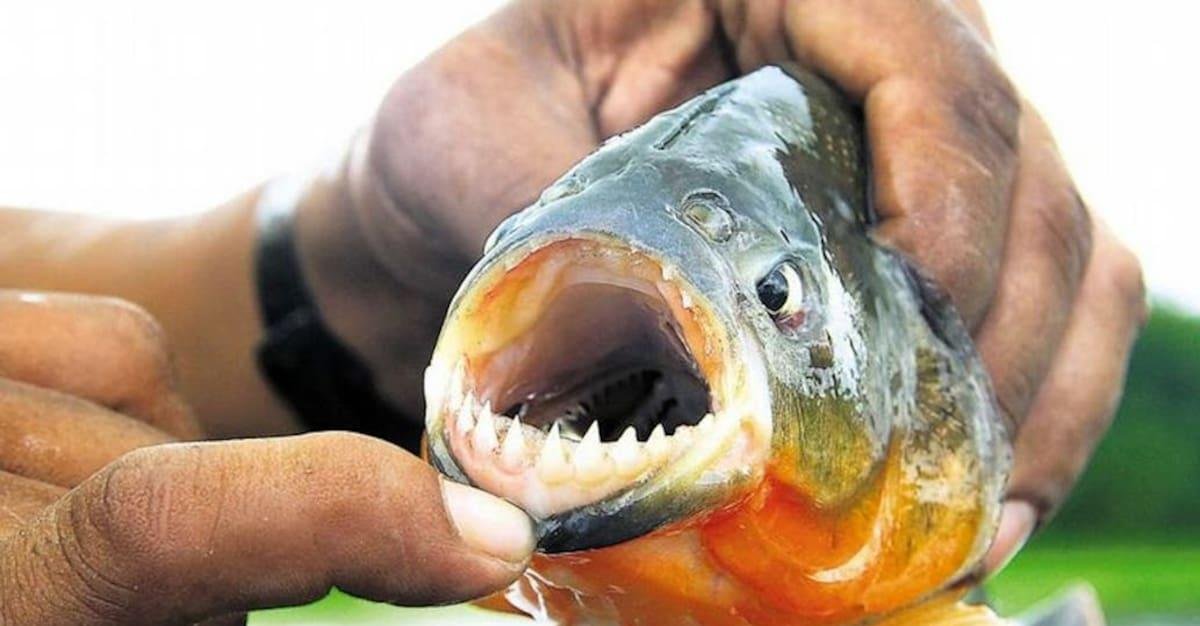 Ataques de palometas en Entre Ríos: un hombre perdió parte de un dedo y se registraron más de 40 heridos