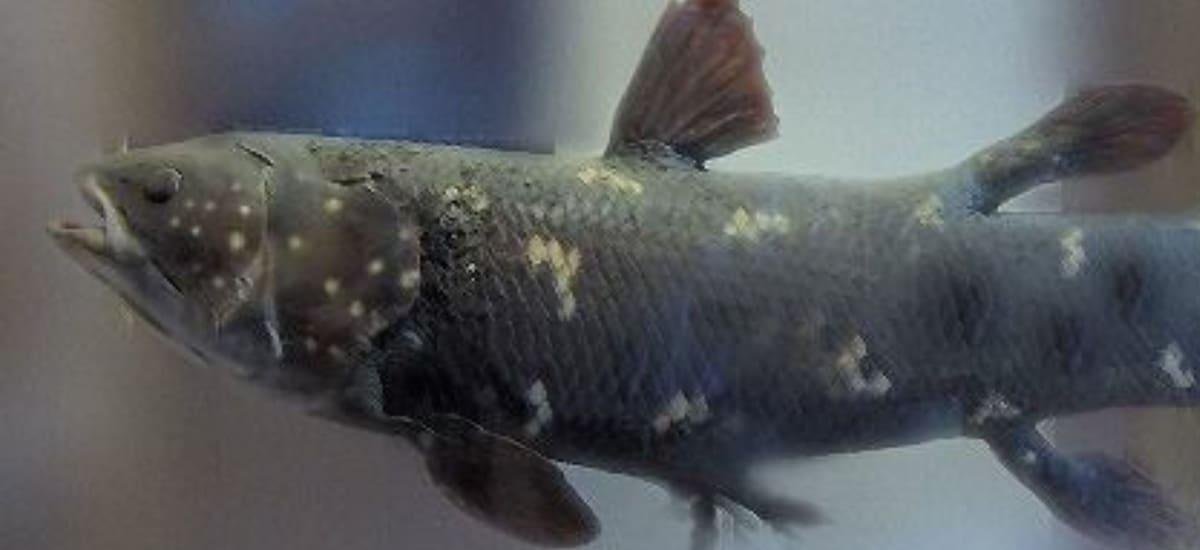 Hallaron un superviviente de 400 millones de años: así es el increíble “fósil viviente” que desafía a la ciencia