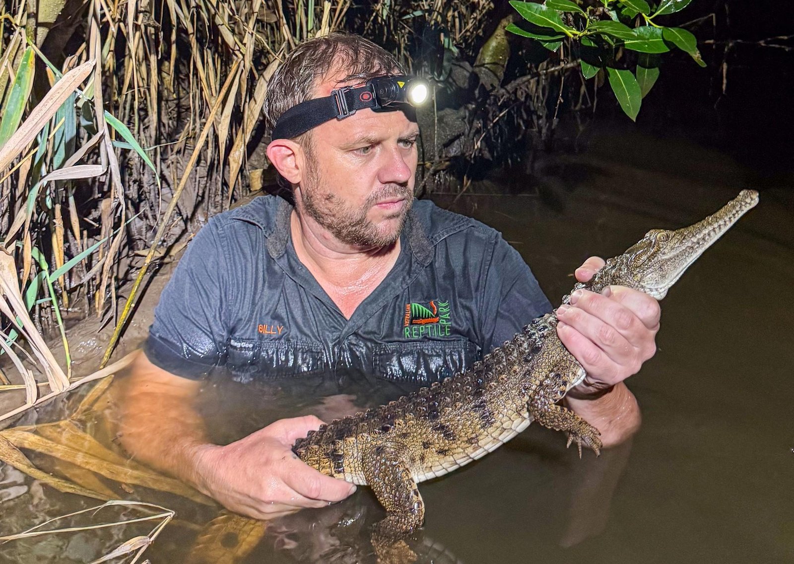 Capturaron a un cocodrilo en un arroyo, a 2.000 km de su hábitat