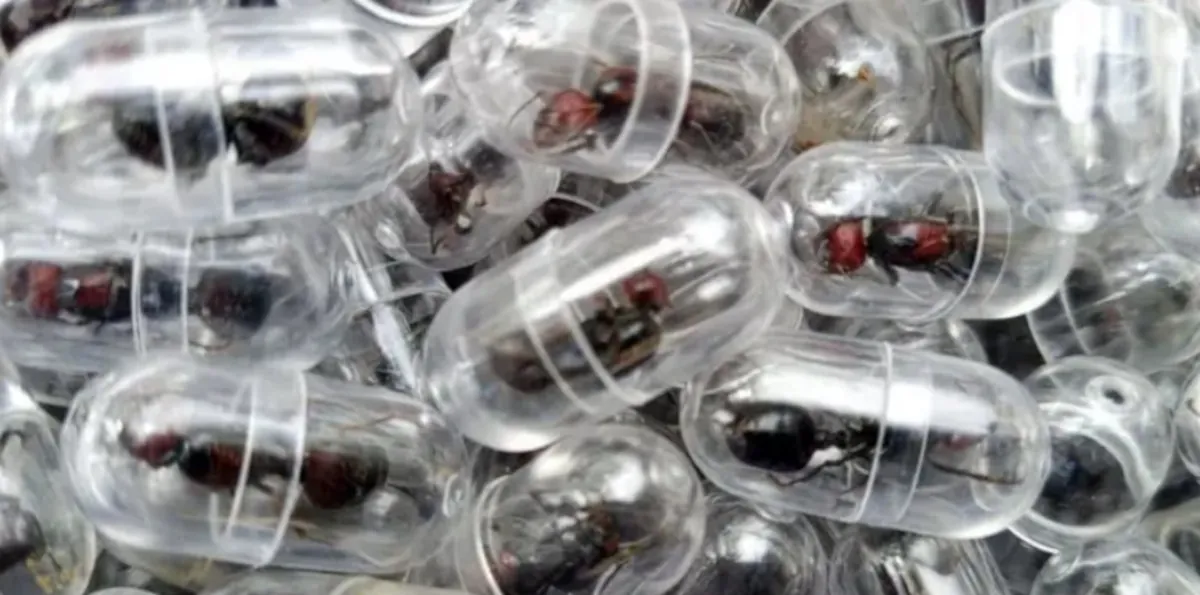 El ciudadano chino que fue detenido por el contrabando de 2000 hormigas reina en un aeropuerto de Kenia