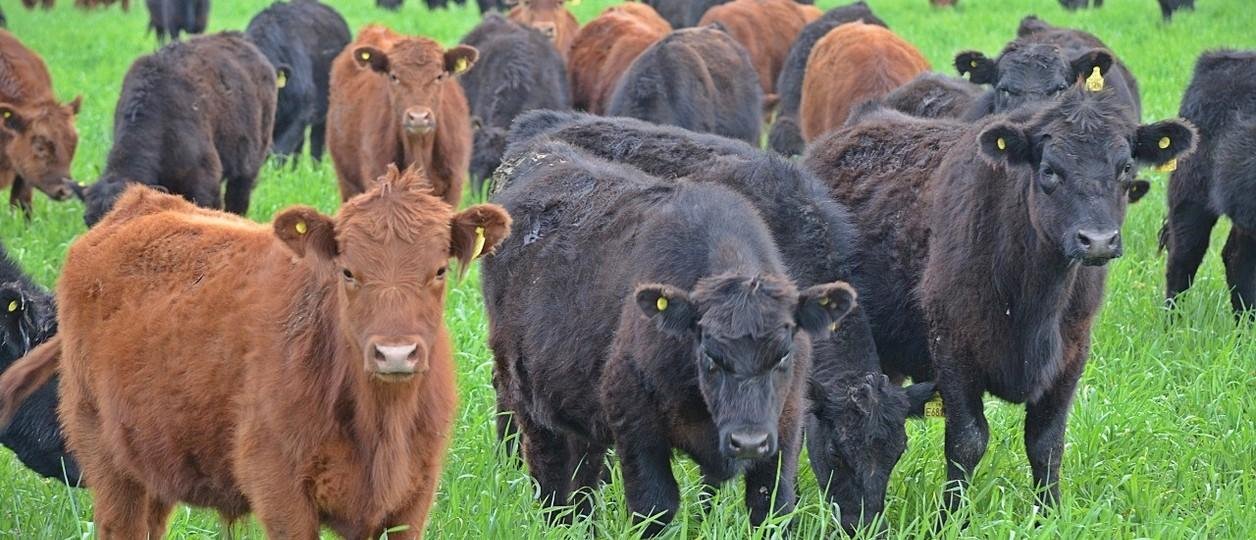 Las voces del sector ganadero: cómo aprovechar el buen momento para crecer a largo plazo