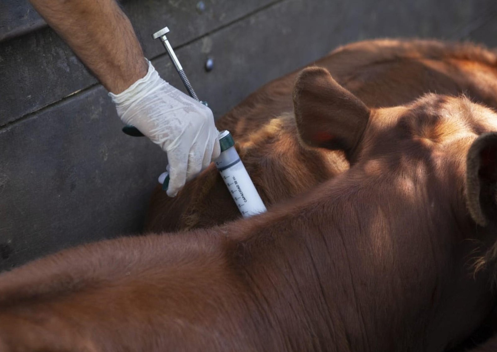 “Queremos elegir con quién”: estalló un conflicto entre productores y una fundación por el precio de la vacuna contra la aftosa
