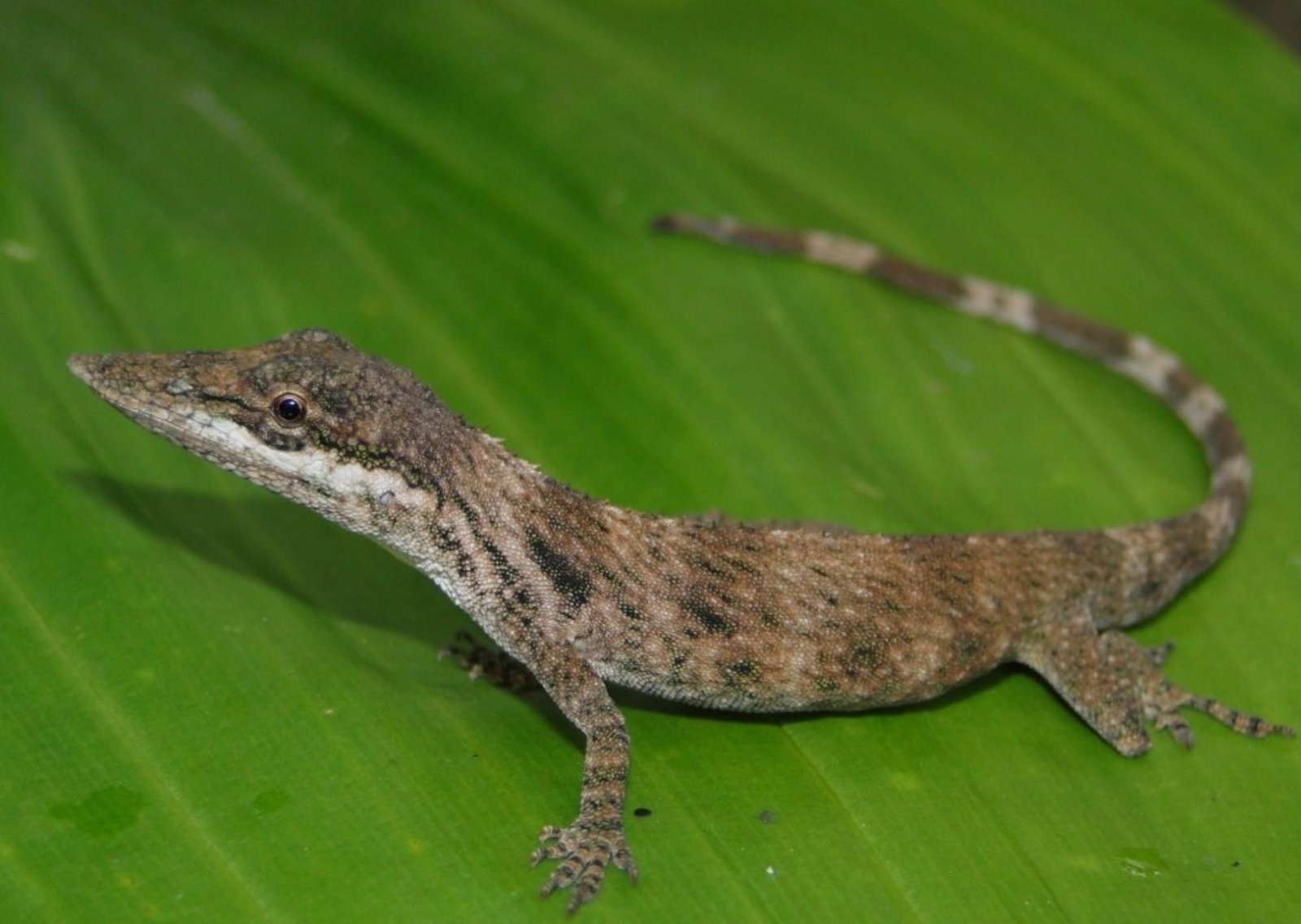 Redescubren en Perú una lagartija no observada desde 1876