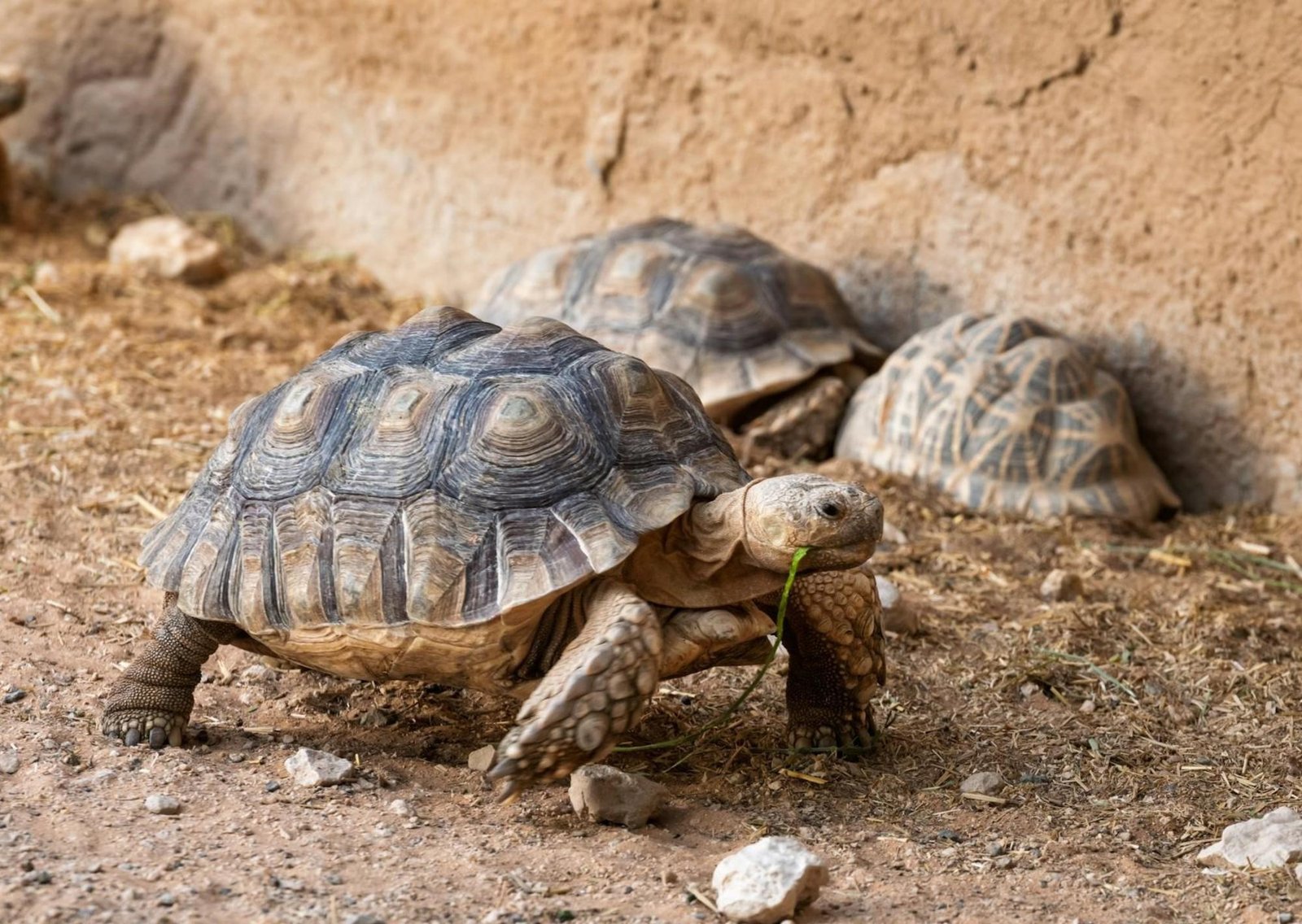 Un jubilado transformó su jardín en el santuario de 400 tortugas: "Las reconozco a todas"