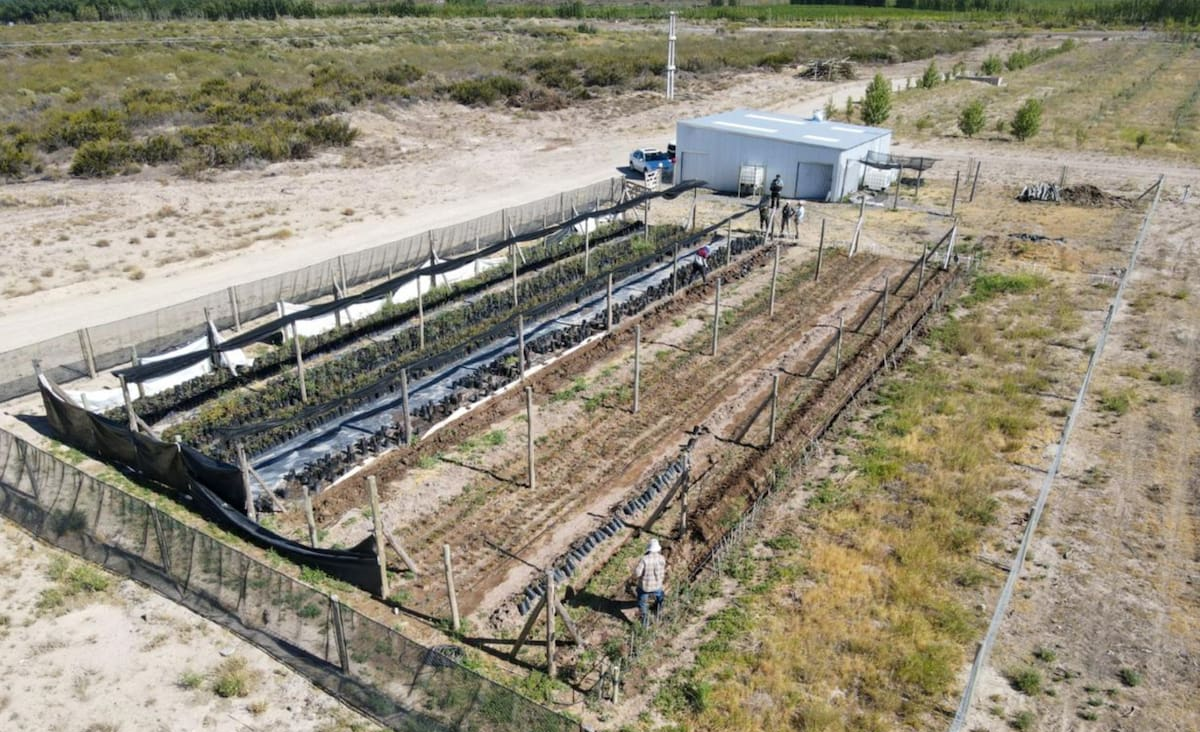 “Oro verde”: los Gutiérrez plantaron pistachos donde nadie lo imaginaba y la zona ya es un rotundo éxito