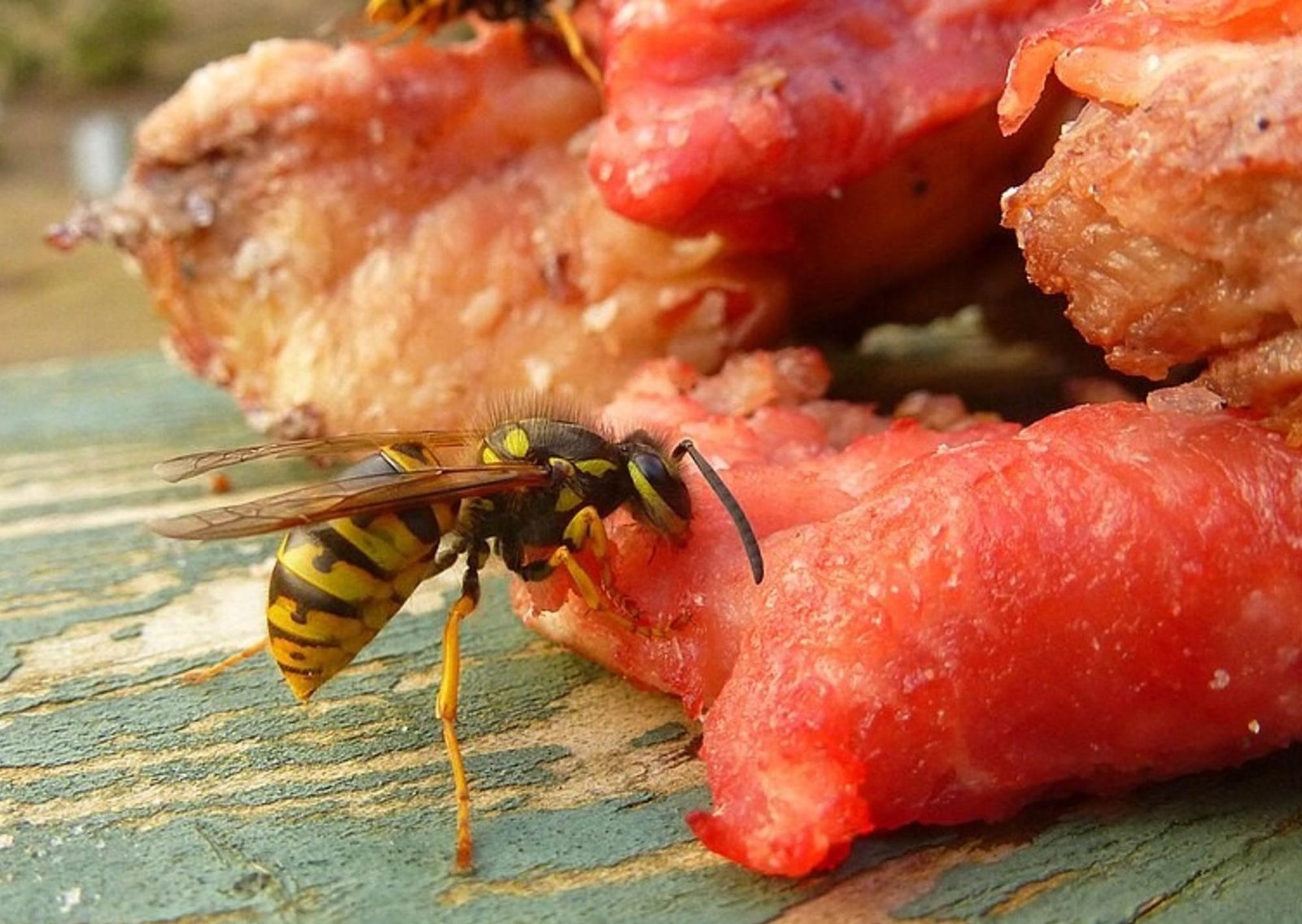 Avispas "carnívoras": el problema para los turistas que veranean en el Sur y cómo prevenirlas