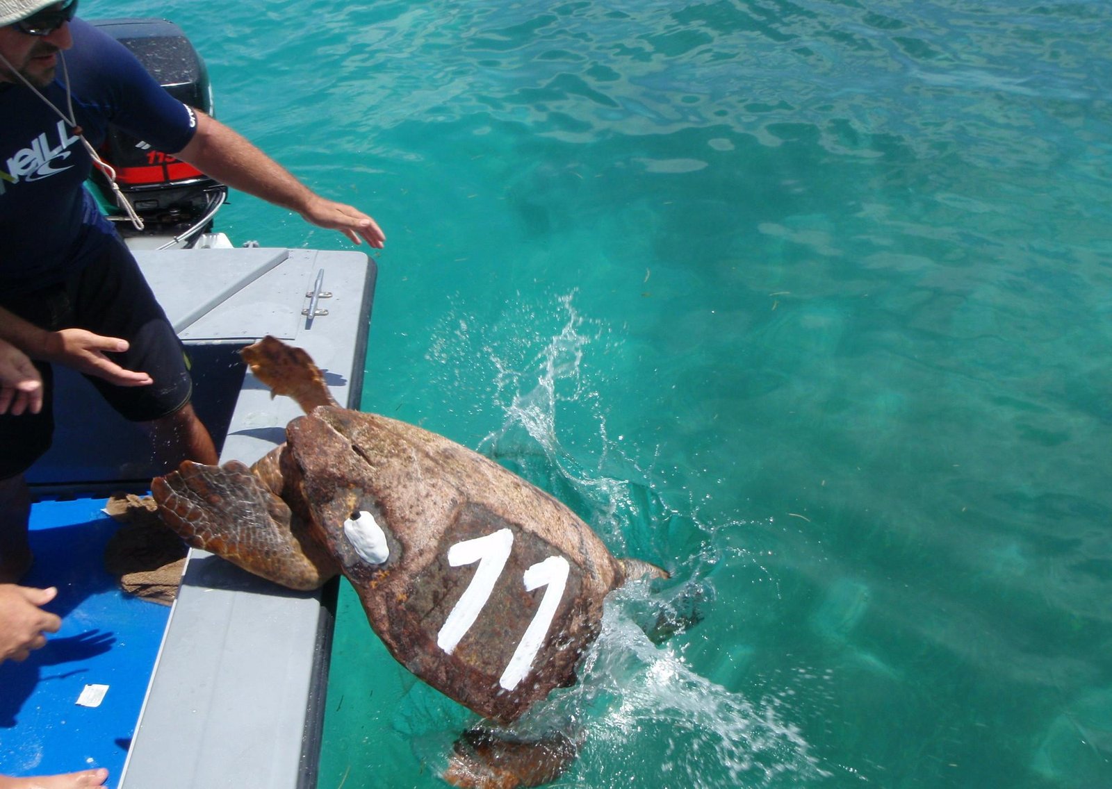 Buenas noticias para Florida: una nueva ley busca blindar a las especies marinas amenazadas