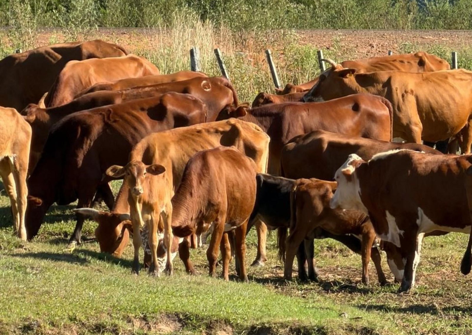 "No tienen para comer": casi 200 vacas recuperadas de abigeato se están muriendo de hambre a la espera de una decisión judicial