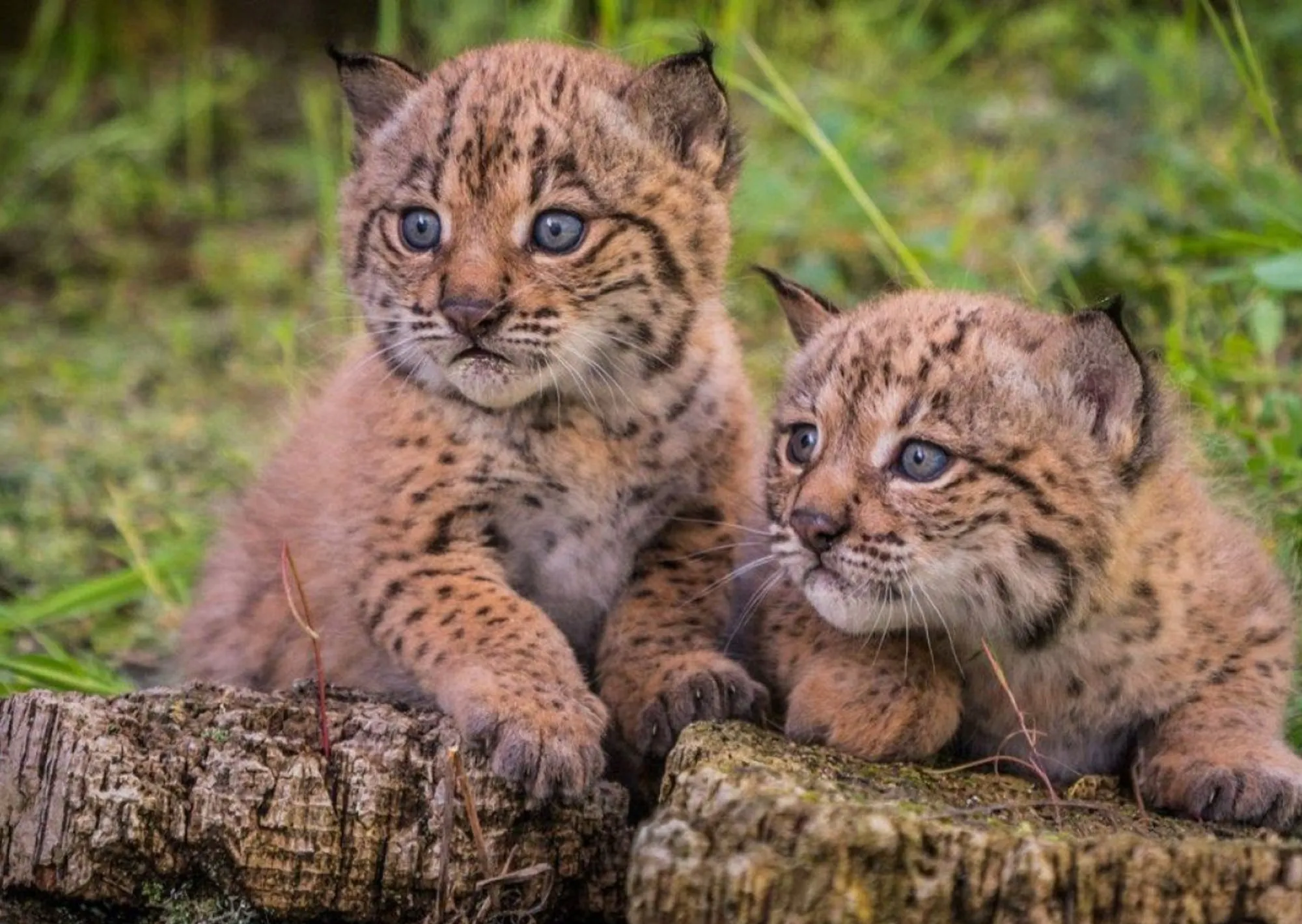 Hace 20 años quedaban menos de 100: hoy ya son 2.401 y el regreso del lince emociona a Europa