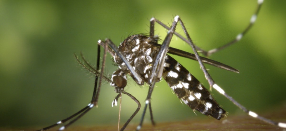 Brote de Chikungunya en Salta: un acuerdo sanitario regional impulsa acciones para frenar la situación