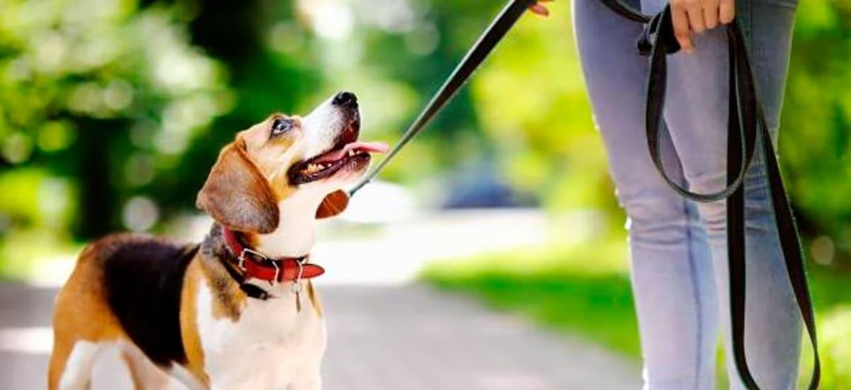 Es oficial | Entró en vigor una nueva ley que impone obligaciones inmediatas para todas las personas que tienen mascotas: de qué se trata