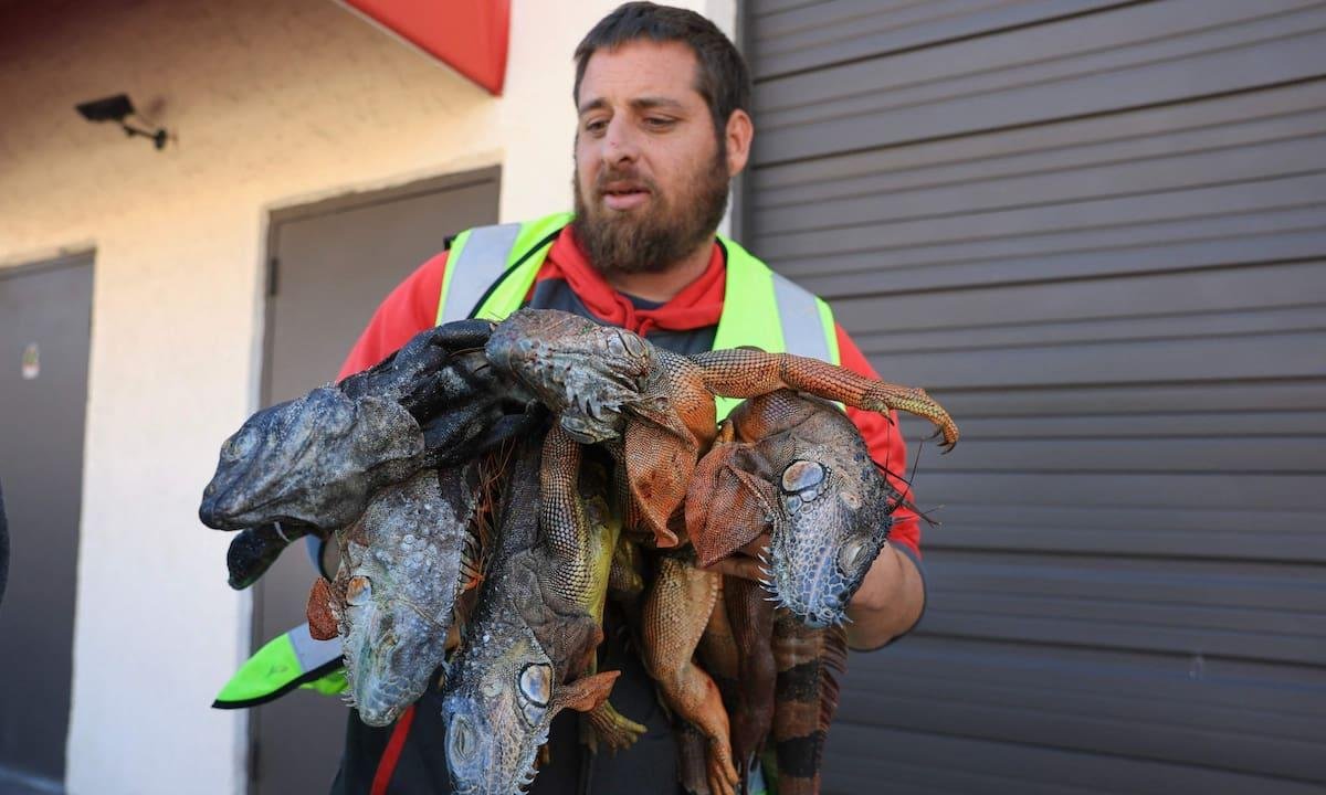 Noticias de Florida: entregan al menos mil iguanas congeladas por el frío y otros reportes