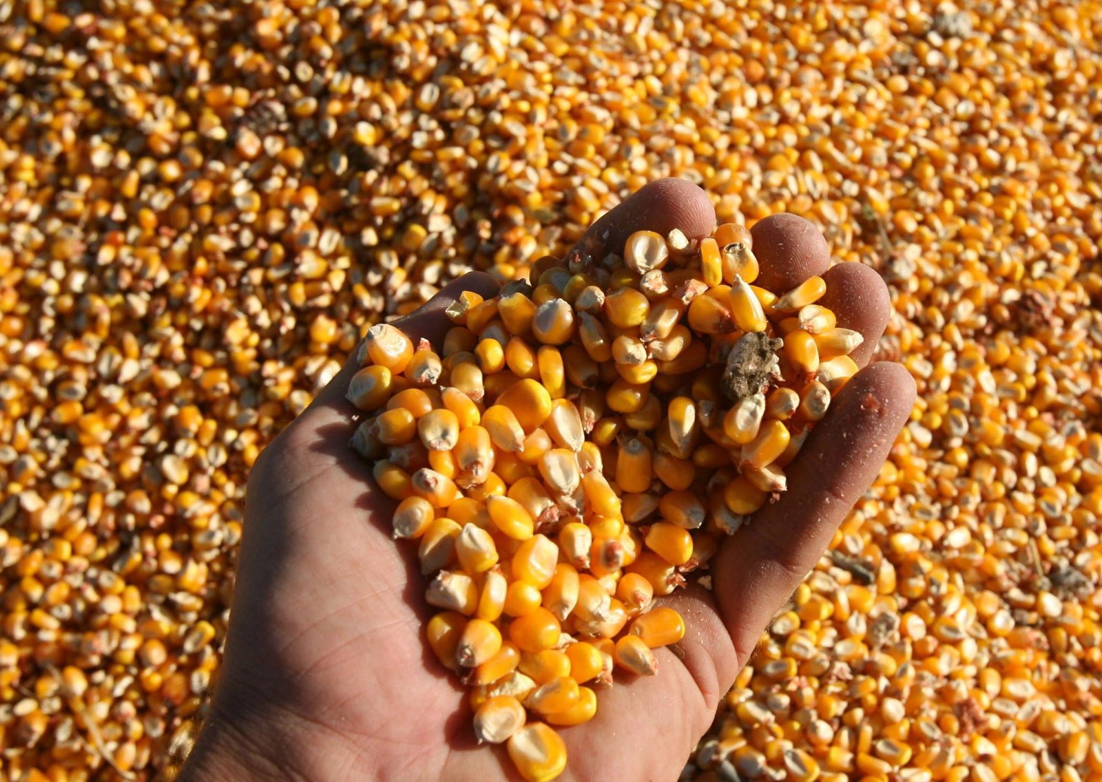 La comercialización anticipada de maíz se acelera, mientras que la de soja marca su segundo punto más bajo en 12 años