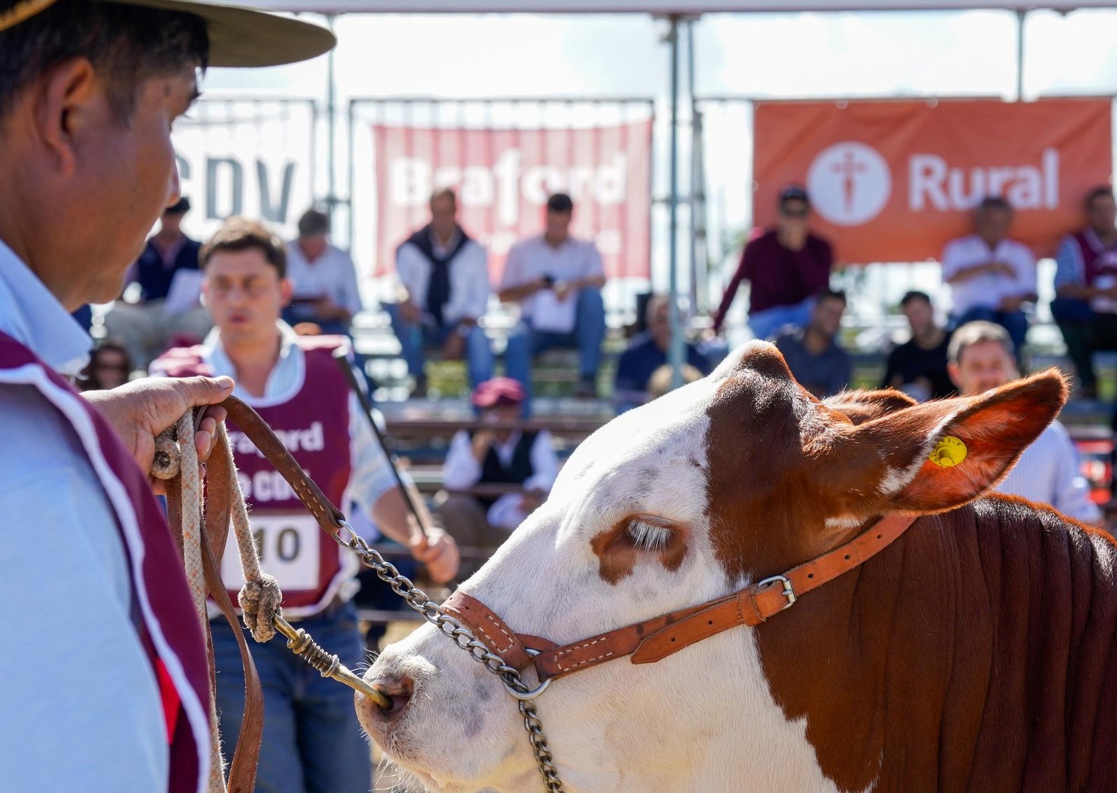 Las razas ganaderas fortalecen su presencia en Expoagro
