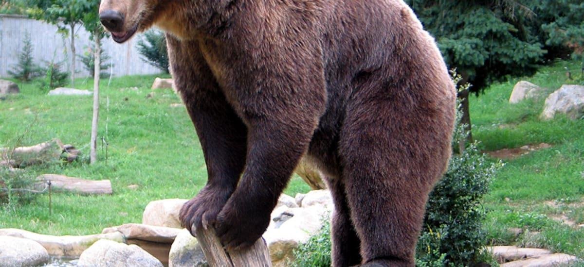 Reapareció el oso pardo en un lugar que aman los argentinos: qué significa su regreso