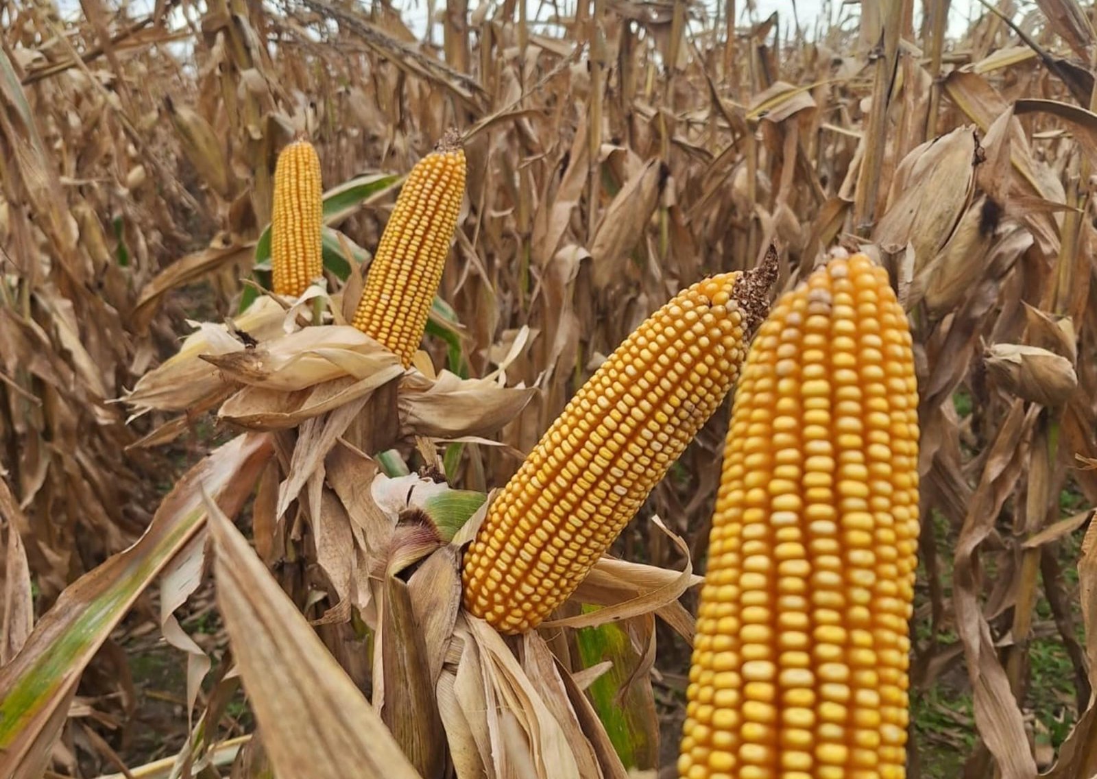 Córdoba, una provincia agroindustrial: el sector representó el 85% de los ingresos por exportaciones en 2025