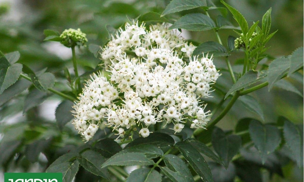 Ni grandes ni problemáticos: 5 árboles nativos para veredas angostas