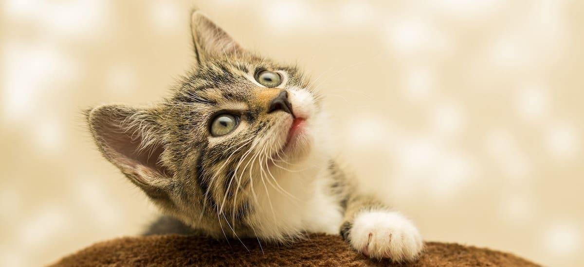 Confirman que los gatos son perfectos: una bióloga evolutiva explica cómo lo lograron