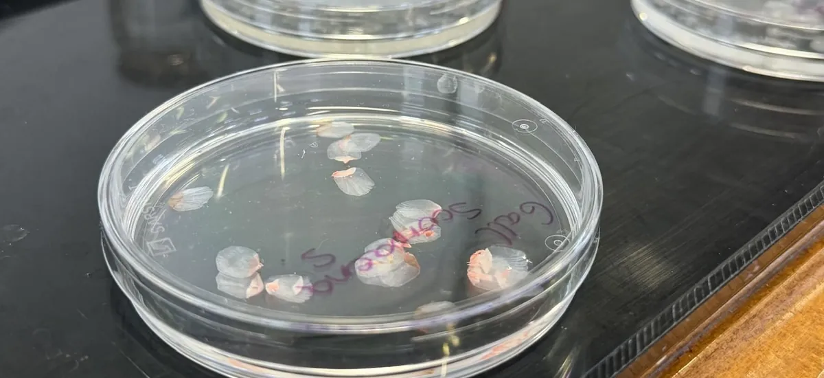 Córneas artificiales hechas de escamas de pescado: cómo este desarrollo podría transformar los trasplantes oculares