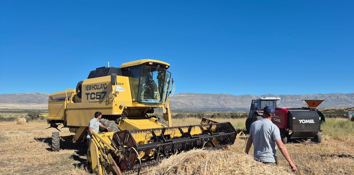 A 40 km del glaciar Perito Moreno: comenzó la cosecha del trigo más austral del mundo con un rinde muy prometedor