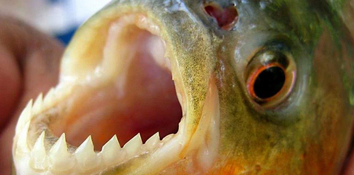 Ataques de palometas en el río Paraná: más de 40 heridos en Entre Ríos