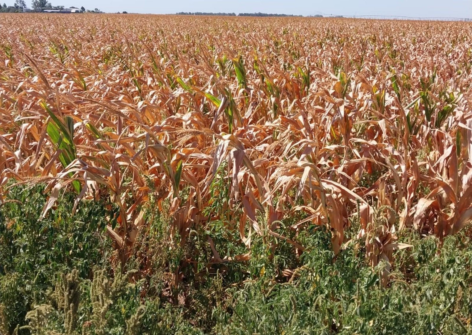"Pesadilla recurrente": La sequía avanza en la zona núcleo y los productores esperan por las lluvias pronosticadas para esta semana