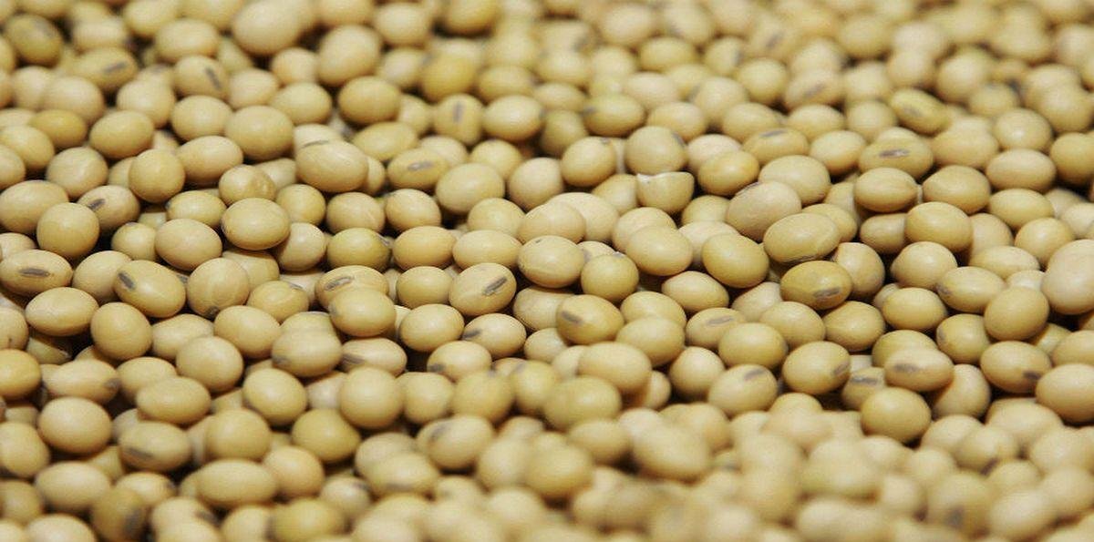 Javier Milei pone en marcha el debate por semillas y divide matices en el agro