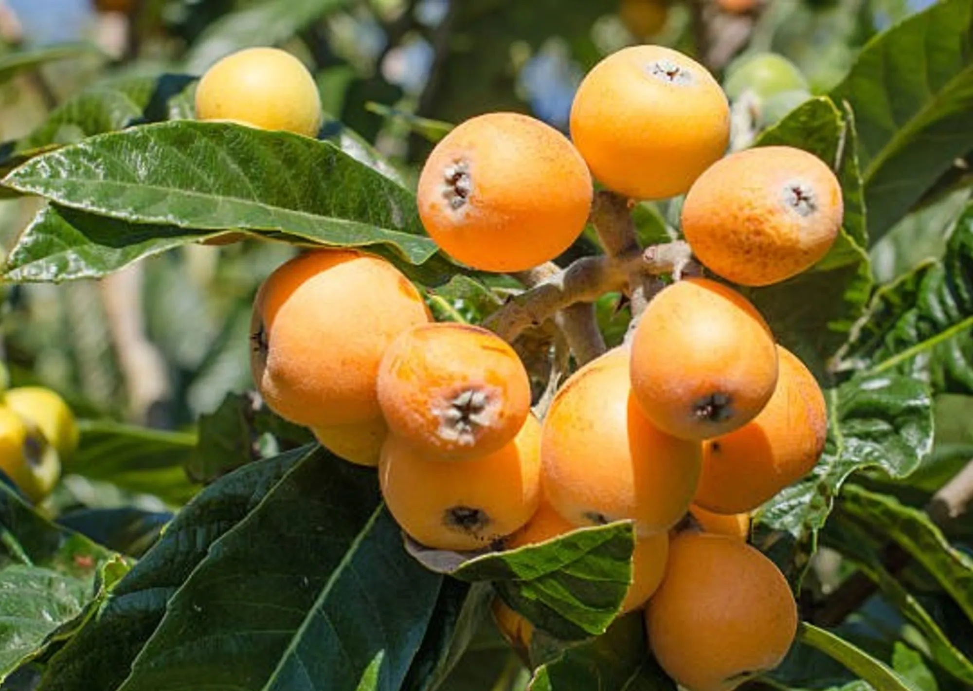 ¿Cómo se llama el árbol del níspero? El curioso nombre científico que pocos conocen