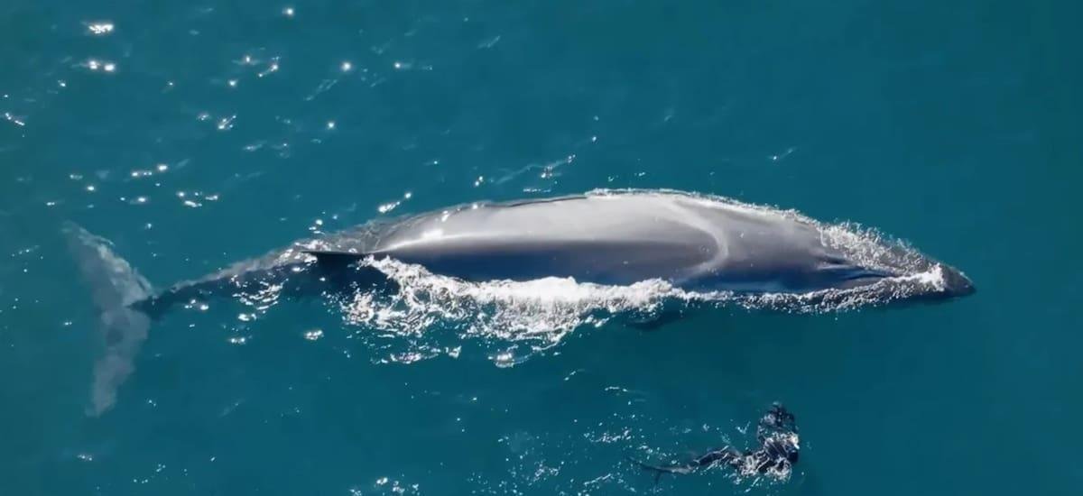 Argentina hace historia con la reaparición de una ballena que no había sido vista en más de 100 años - El Cronista