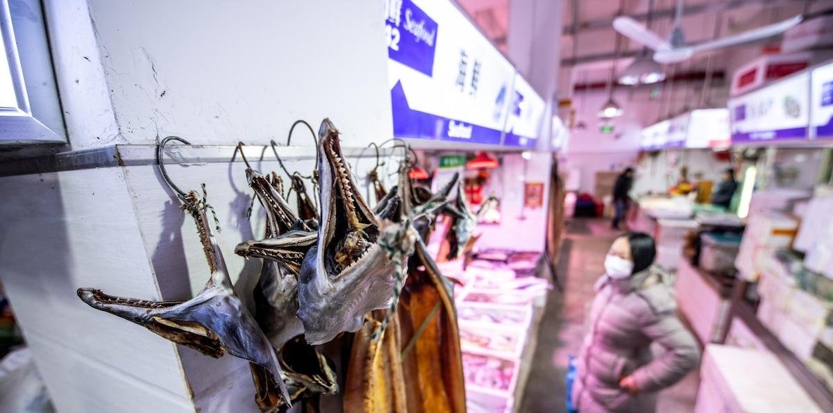 Murciélagos infectados o fuga de laboratorio. El enigma del Covid-19 y las teorías conspirativas que no desaparecen