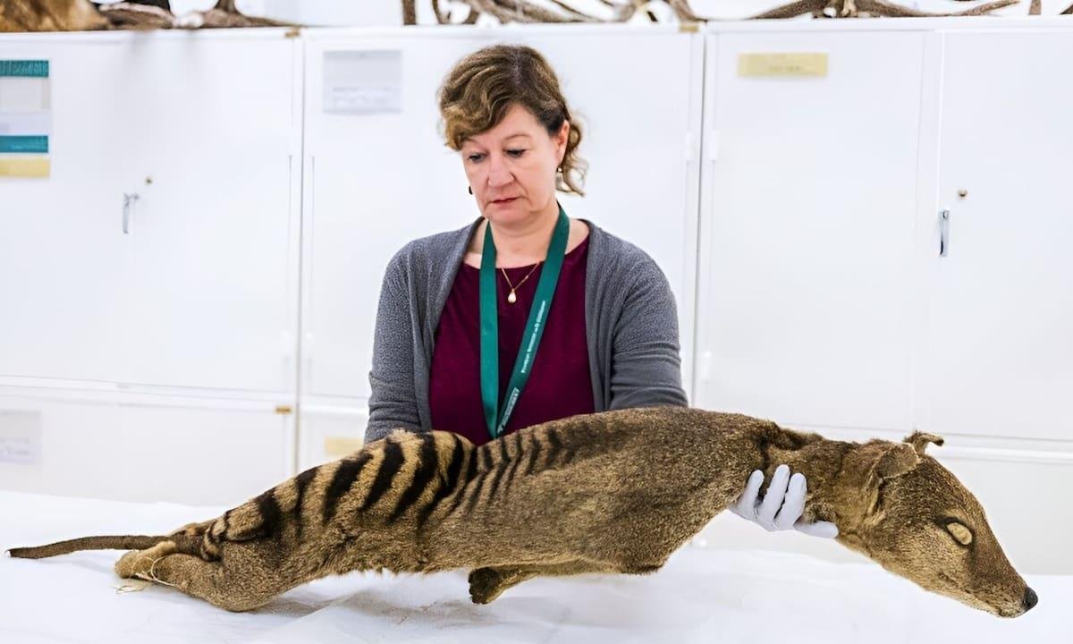 Extraen material genético funcional de un animal que se extinguió en el siglo XX