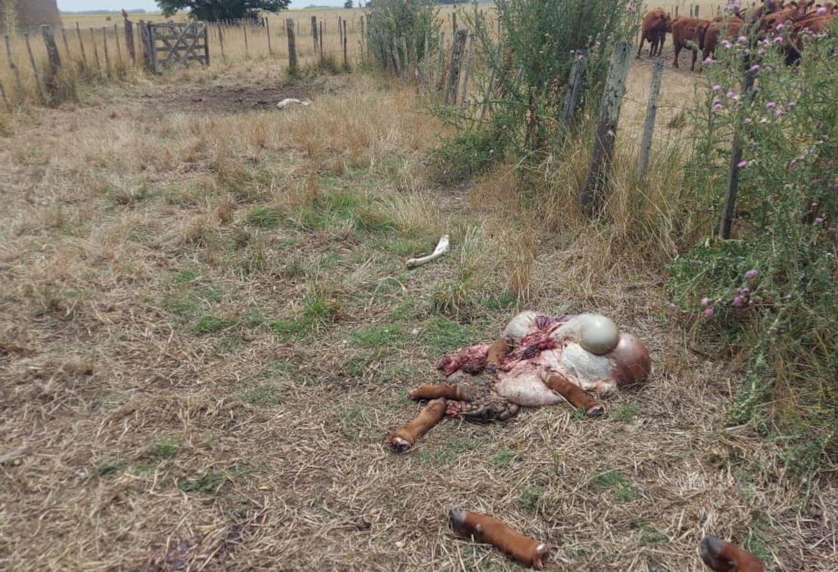 De Facebook a WhatsApp: advierten que una banda criminal encarga la faena de ganado y vende la carne