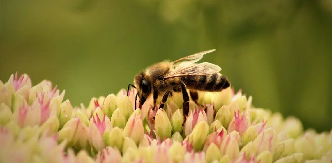 Día Mundial de las Abejas 2026: por qué la ONU alerta por su extinción
