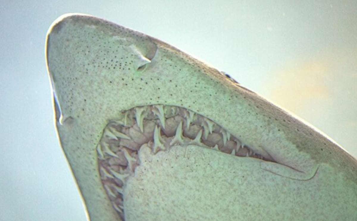 Científicos descubrieron que los tiburones cambian sus dientes según el tipo de alimentación que llevan