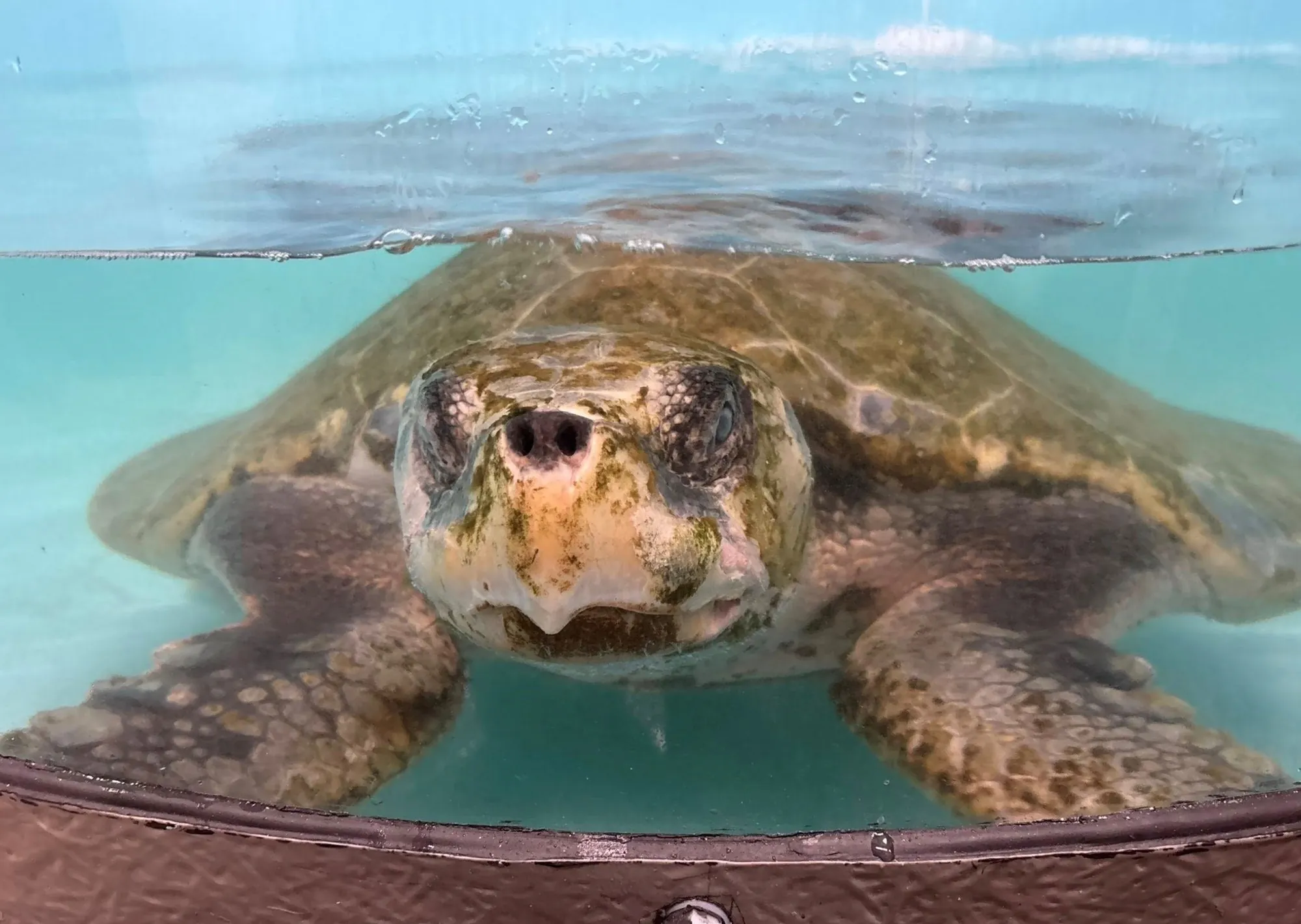 En Texas, rescatan a un ejemplar de la tortuga marina con mayor riesgo de extinción del mundo al borde de la muerte en una playa de Galveston