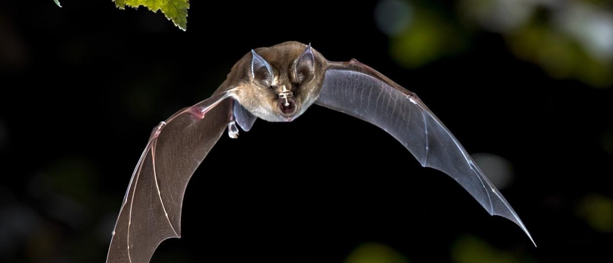 Murciélagos: por qué se ven más en verano y qué hacer si entra uno a tu casa