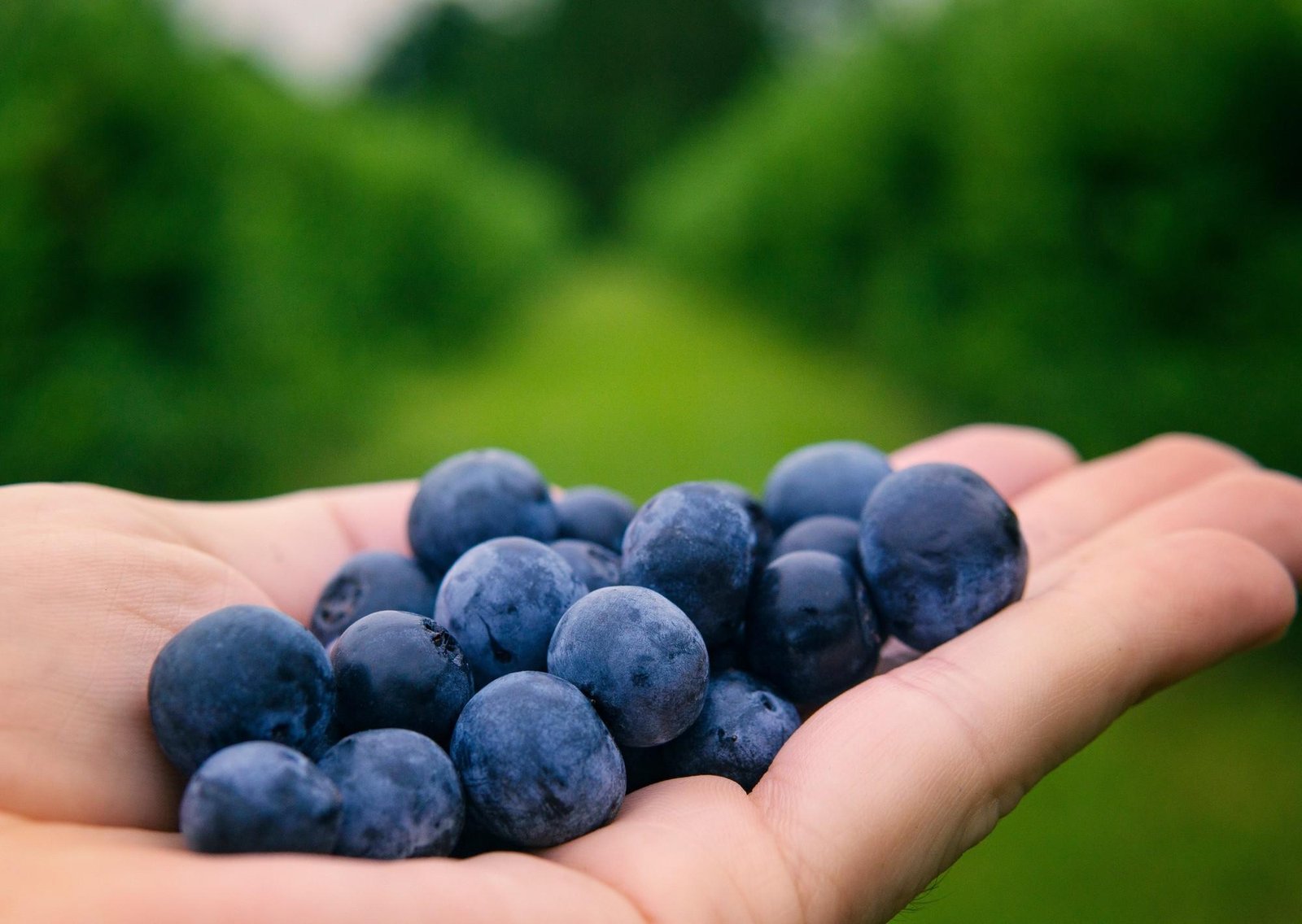 Alerta oficial en EE.UU.: asignan el nivel más grave a la orden de retiro de arándanos congelados en cuatro estados