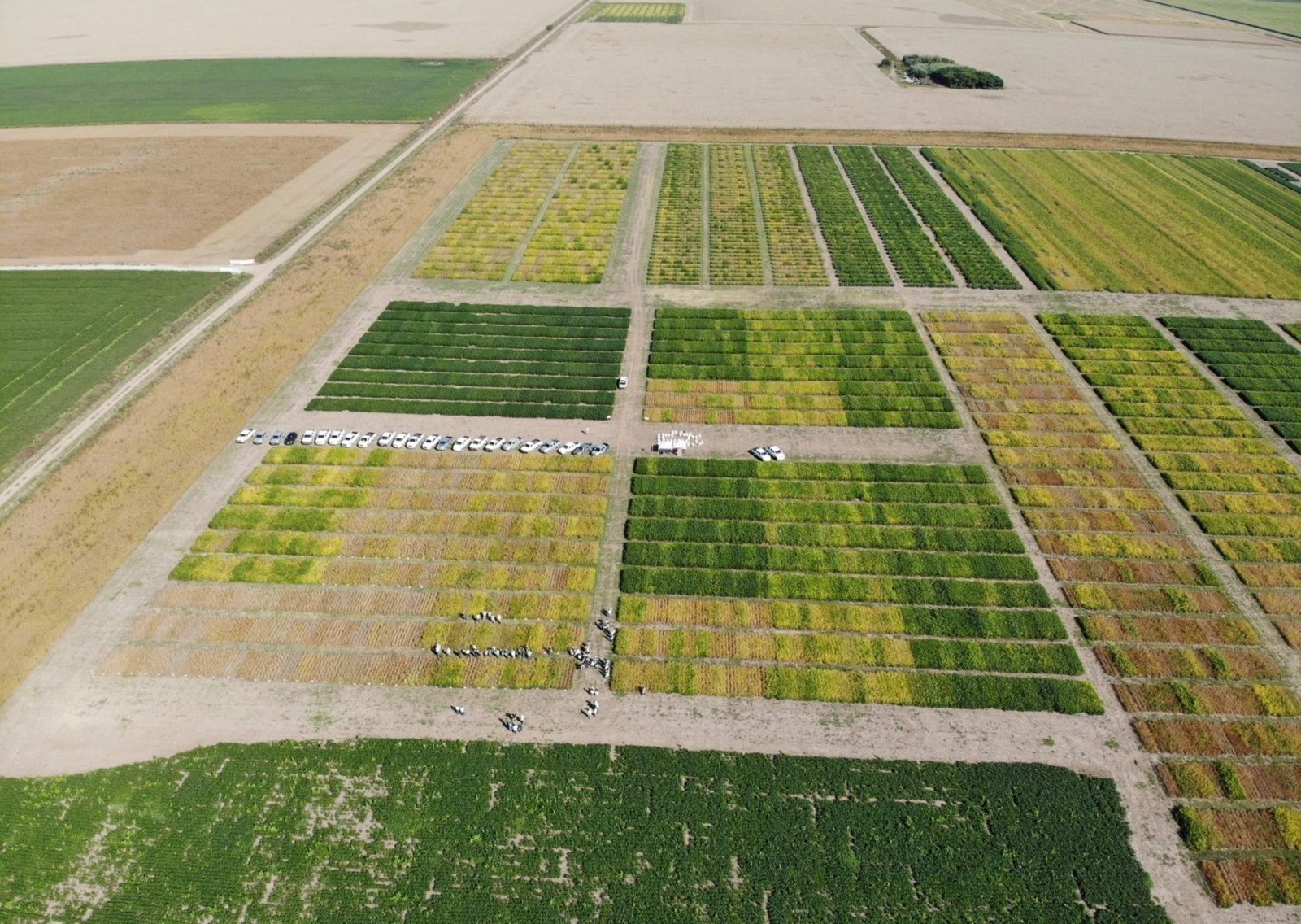 El conocimiento sojero argentino se expande y da un salto de calidad