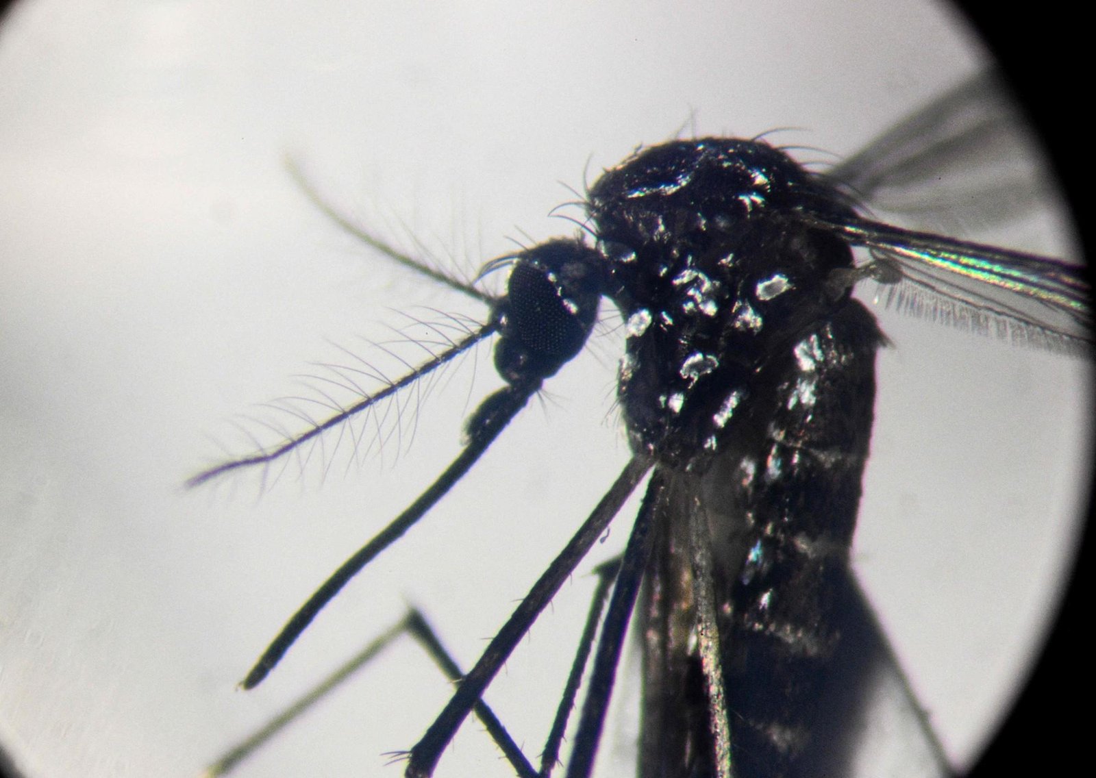 Alerta por un brote de chikungunya en Salta: hay más de 50 casos y confirman la transmisión local