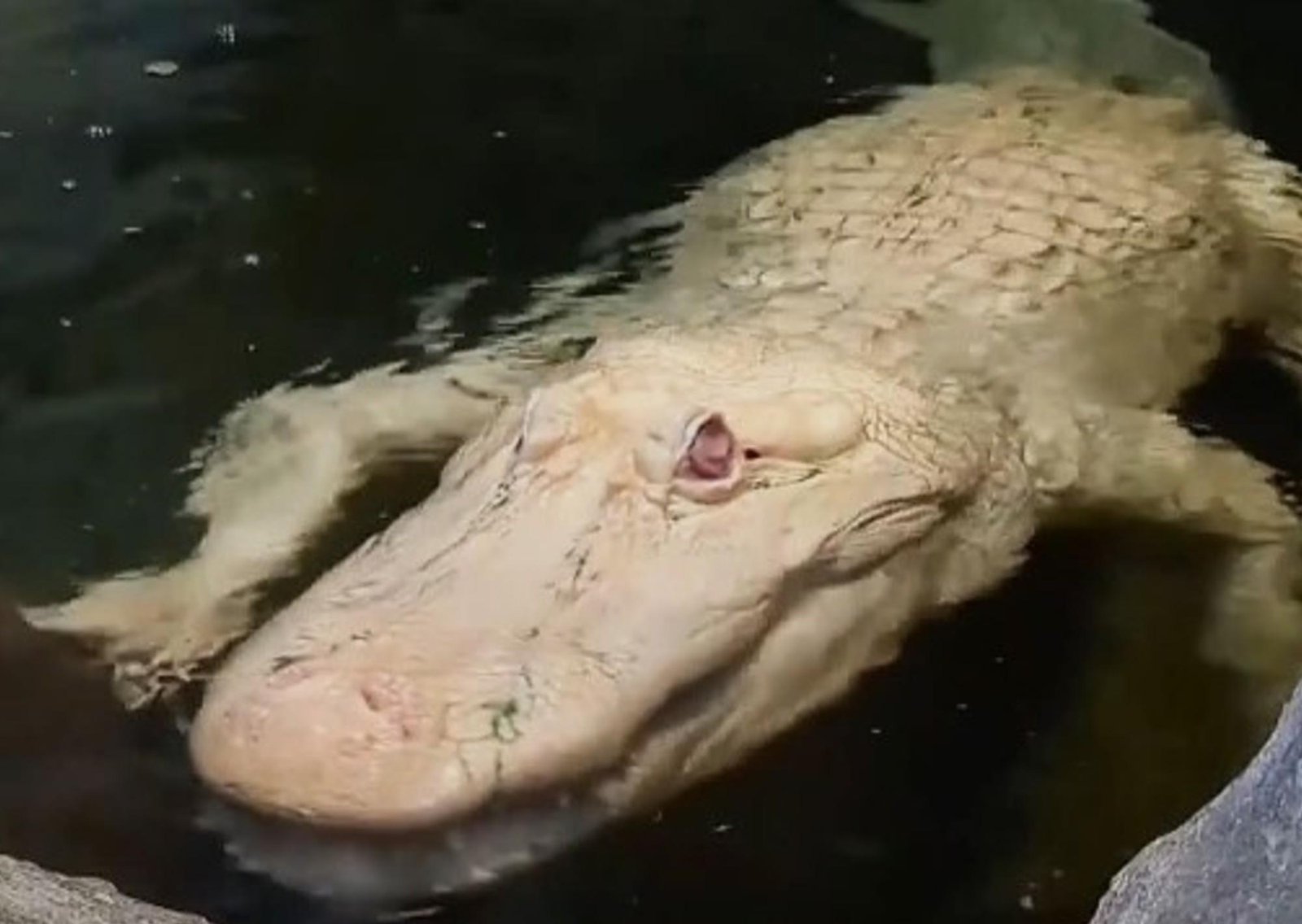 Adiós a Claude: San Francisco se despide del caimán albino que cautivó con su rareza