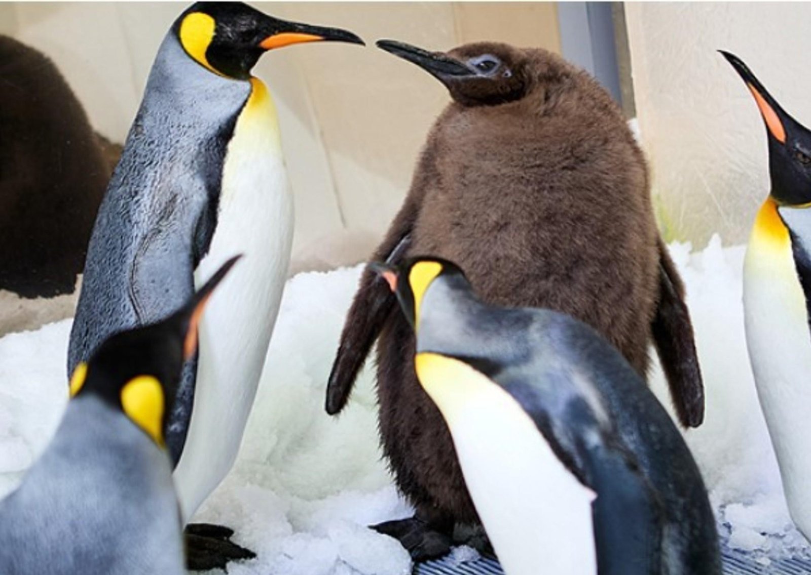 Por la ola de frío extremo en Long Island: 20 pingüinos “playeros” tuvieron que ingresar bajo techo porque no soportaron el frío