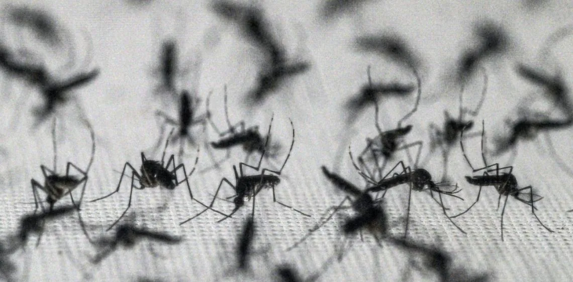 El avance del mosquito: por qué el insecto más letal del mundo gana terreno con el cambio climático
