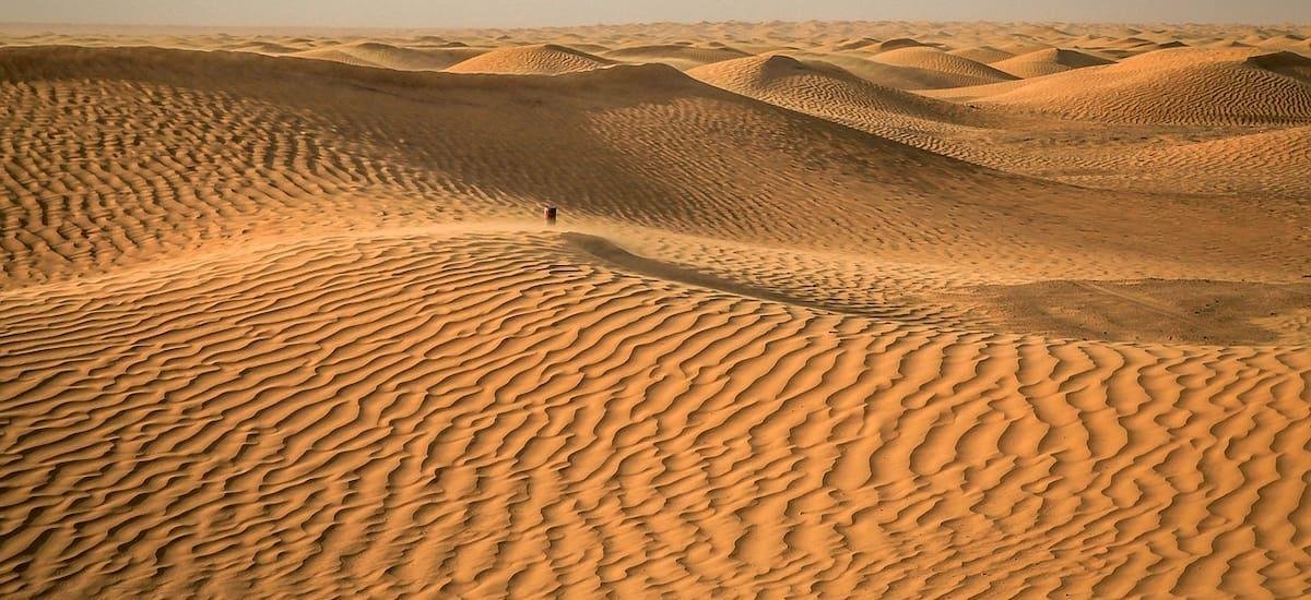 El Sáhara alcanzó 70 °C, murieron miles de millones de árboles y abejas pero una técnica frenó la extinción de la vida en el desierto