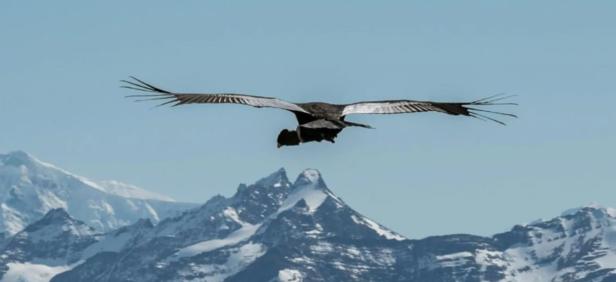 Milagro en la Patagonia: regresa a los cielos un ave majestuosa que es el orgullo del país - El Cronista