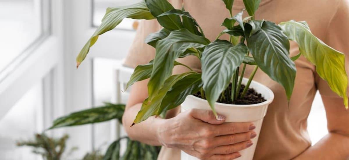 Cómo cuidar un potus de interior y hacer que crezcan sus hojas