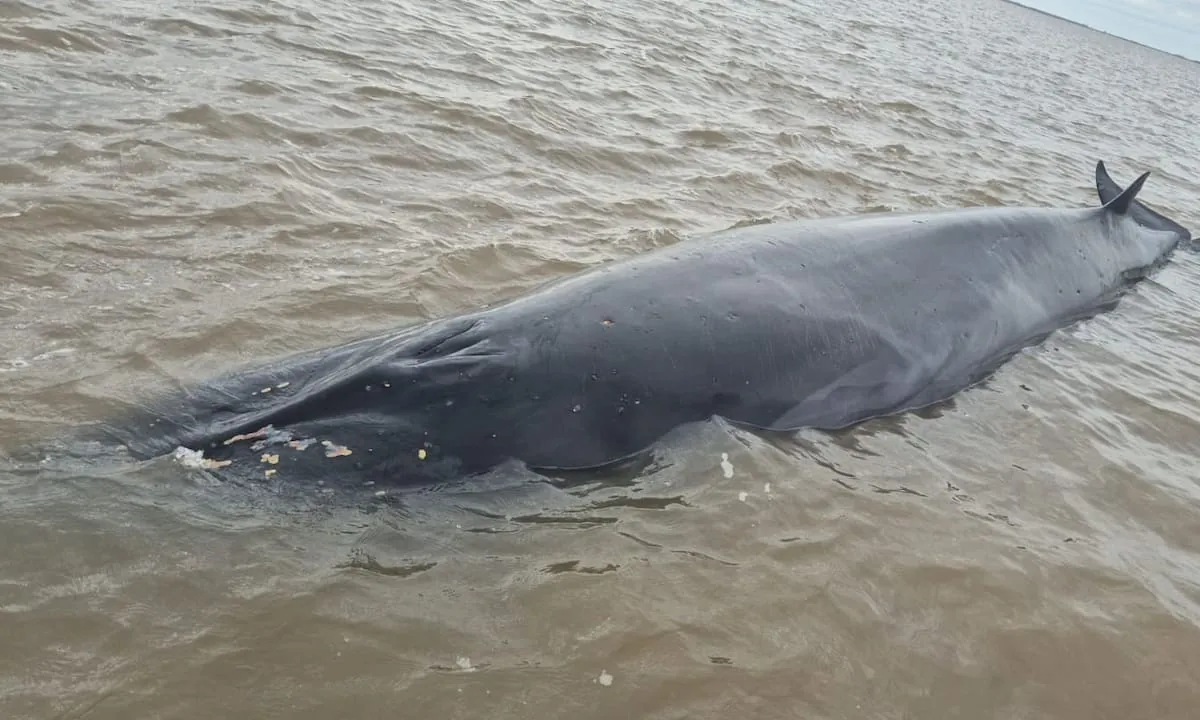 San Isidro: la ballena que quedó varada en un banco de arena murió pese al operativo de rescate